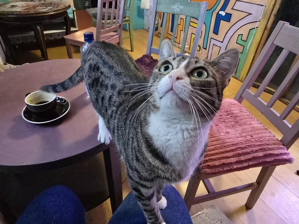 Cafenele neobișnuite din București. Unde îţi bei cafeaua lângă pisici pufoase sau lângă şerpii Megatron şi Olaf şi tarantula Roza 945521