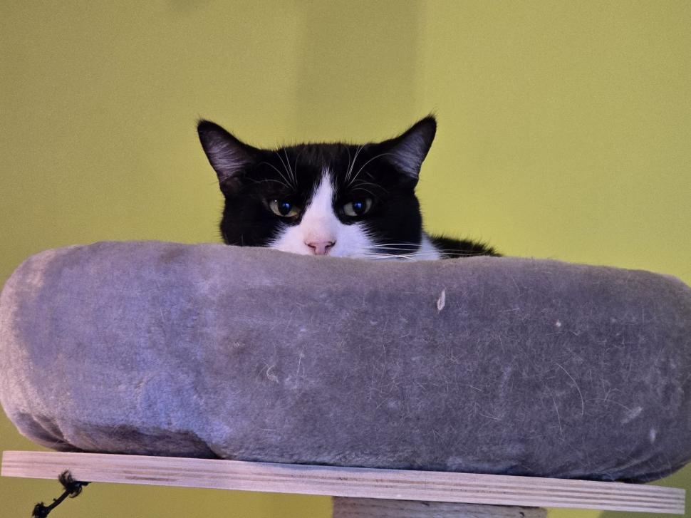 Cafenele neobișnuite din București. Unde îţi bei cafeaua lângă pisici pufoase sau lângă şerpii Megatron şi Olaf şi tarantula Roza 945522