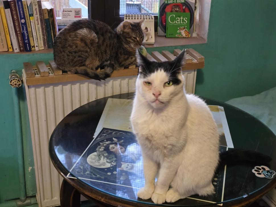 Cafenele neobișnuite din București. Unde îţi bei cafeaua lângă pisici pufoase sau lângă şerpii Megatron şi Olaf şi tarantula Roza 945524