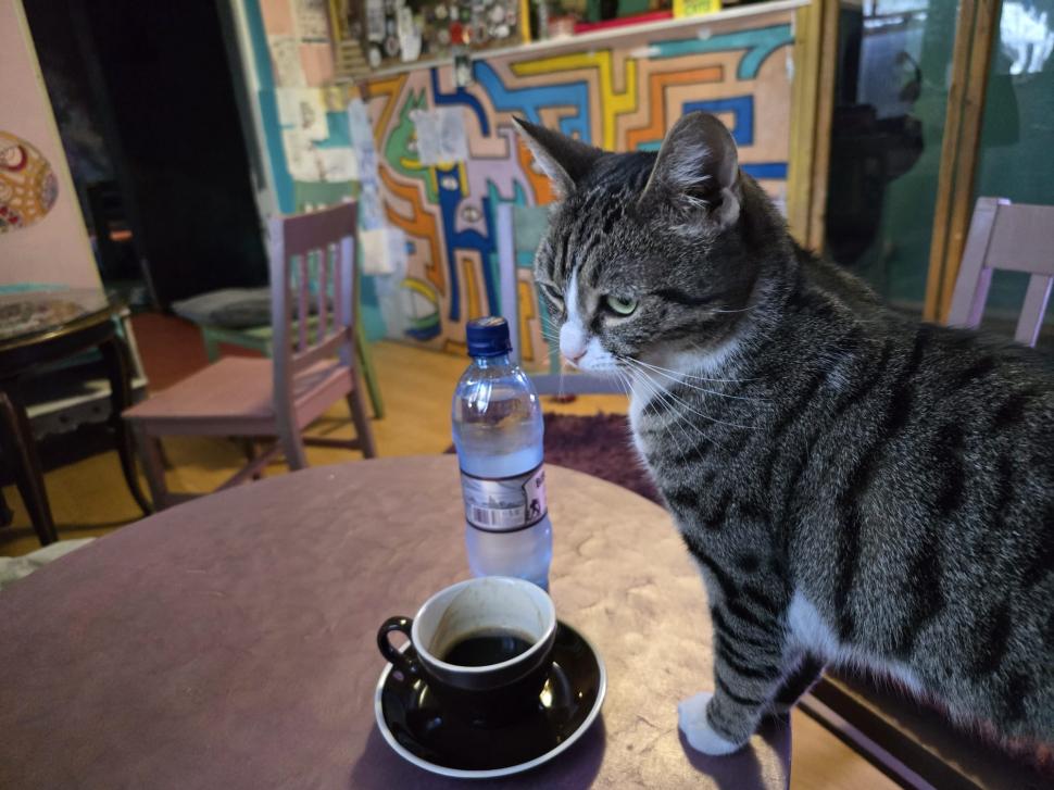 Cafenele neobișnuite din București. Unde îţi bei cafeaua lângă pisici pufoase sau lângă şerpii Megatron şi Olaf şi tarantula Roza 945525