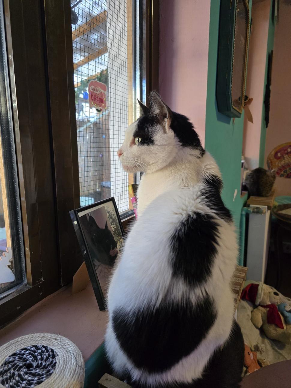 Cafenele neobișnuite din București. Unde îţi bei cafeaua lângă pisici pufoase sau lângă şerpii Megatron şi Olaf şi tarantula Roza 945526