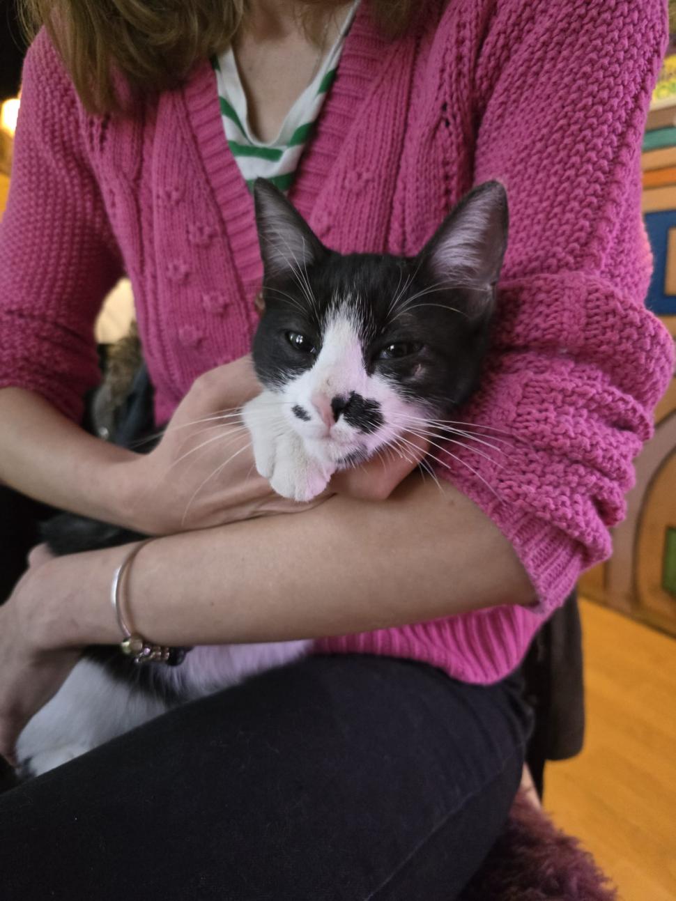 Cafenele neobișnuite din București. Unde îţi bei cafeaua lângă pisici pufoase sau lângă şerpii Megatron şi Olaf şi tarantula Roza 945528