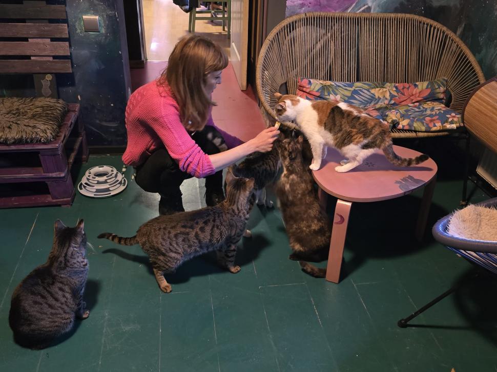 Cafenele neobișnuite din București. Unde îţi bei cafeaua lângă pisici pufoase sau lângă şerpii Megatron şi Olaf şi tarantula Roza 945529