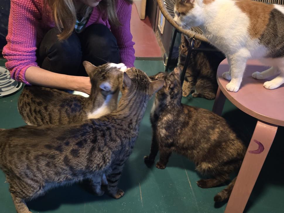 Cafenele neobișnuite din București. Unde îţi bei cafeaua lângă pisici pufoase sau lângă şerpii Megatron şi Olaf şi tarantula Roza 945530