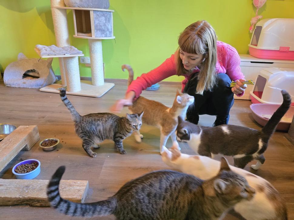 Cafenele neobișnuite din București. Unde îţi bei cafeaua lângă pisici pufoase sau lângă şerpii Megatron şi Olaf şi tarantula Roza 945531