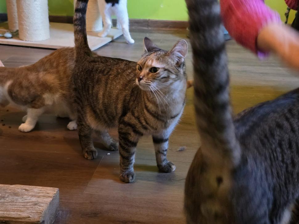 Cafenele neobișnuite din București. Unde îţi bei cafeaua lângă pisici pufoase sau lângă şerpii Megatron şi Olaf şi tarantula Roza 945532