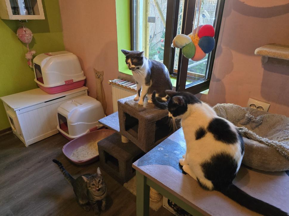 Cafenele neobișnuite din București. Unde îţi bei cafeaua lângă pisici pufoase sau lângă şerpii Megatron şi Olaf şi tarantula Roza 945533