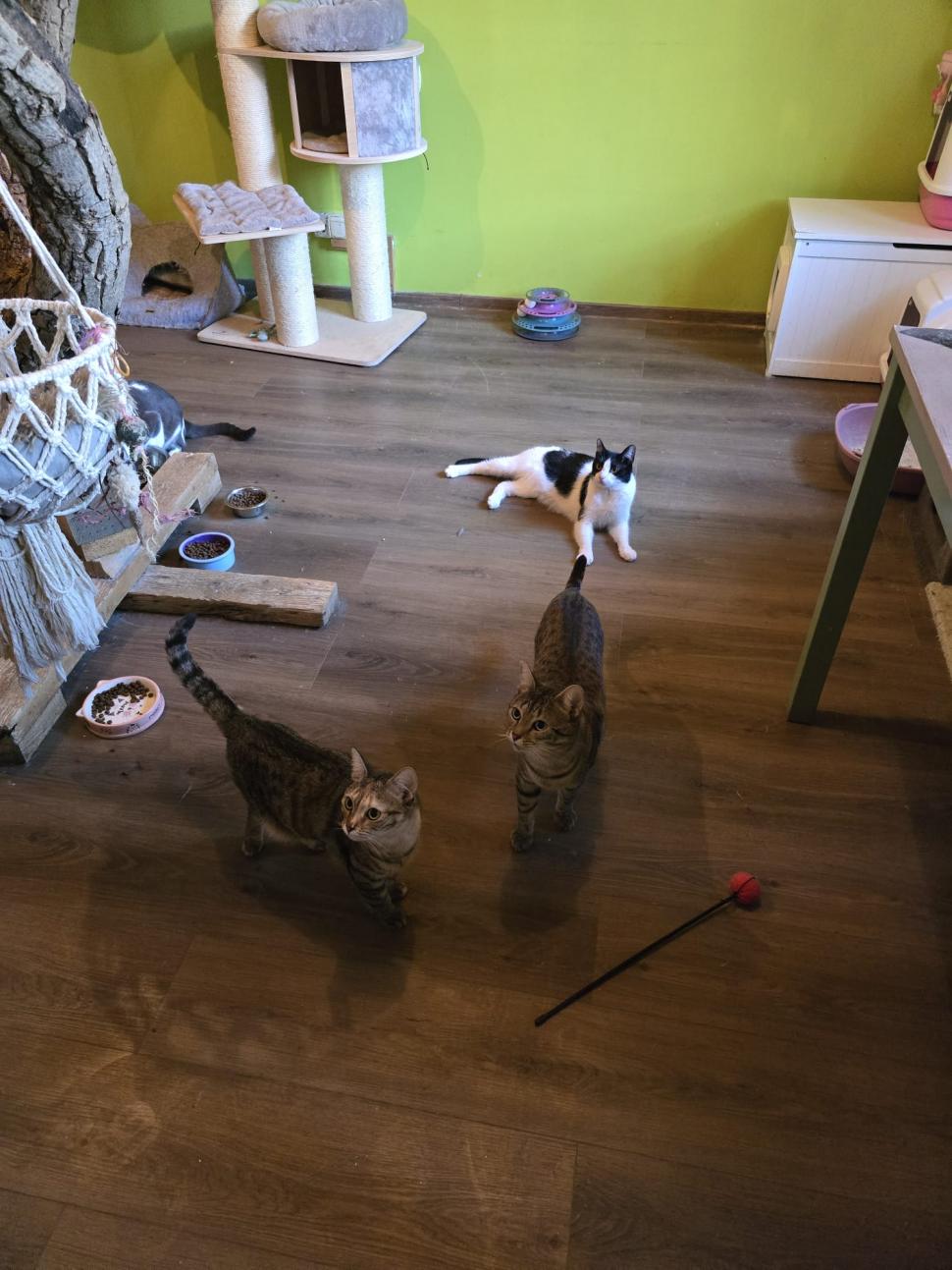 Cafenele neobișnuite din București. Unde îţi bei cafeaua lângă pisici pufoase sau lângă şerpii Megatron şi Olaf şi tarantula Roza 945534