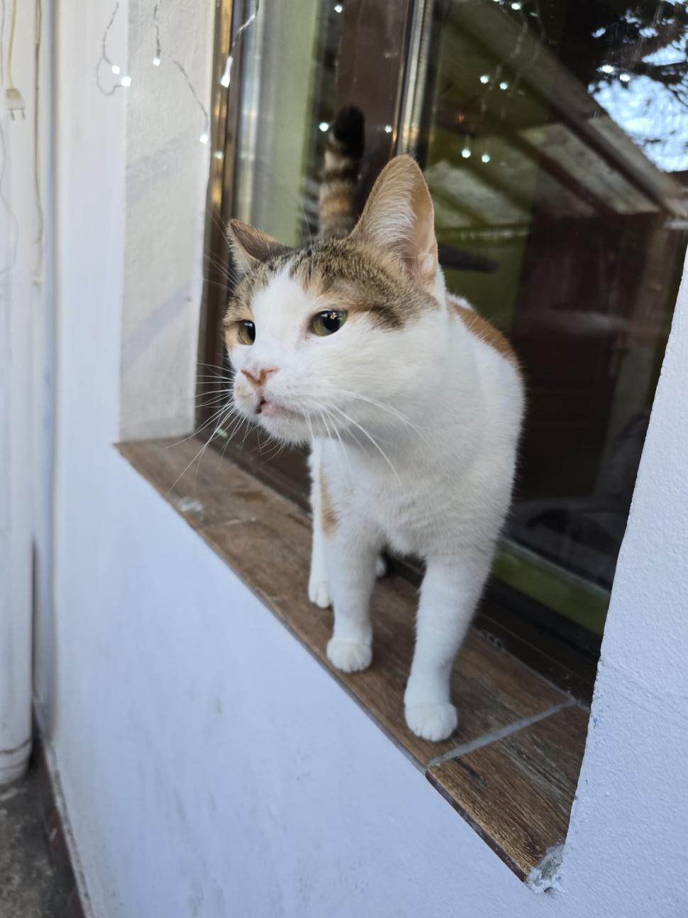 Cafenele neobișnuite din București. Unde îţi bei cafeaua lângă pisici pufoase sau lângă şerpii Megatron şi Olaf şi tarantula Roza 945535