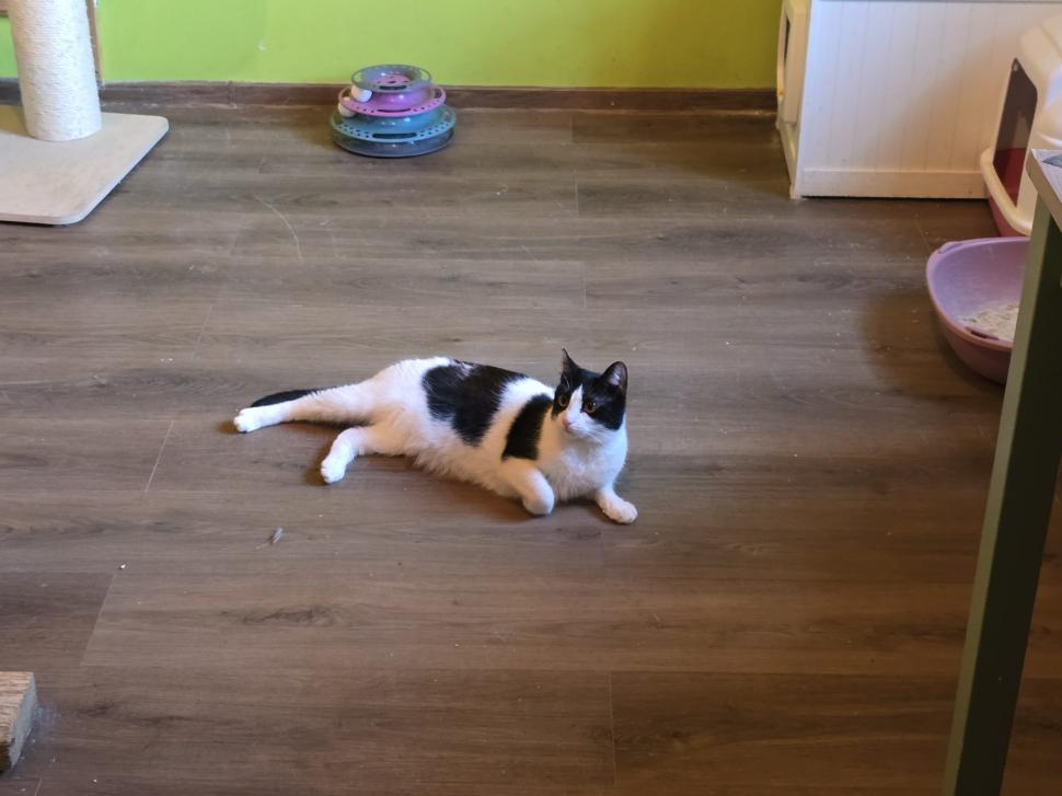 Cafenele neobișnuite din București. Unde îţi bei cafeaua lângă pisici pufoase sau lângă şerpii Megatron şi Olaf şi tarantula Roza 945536