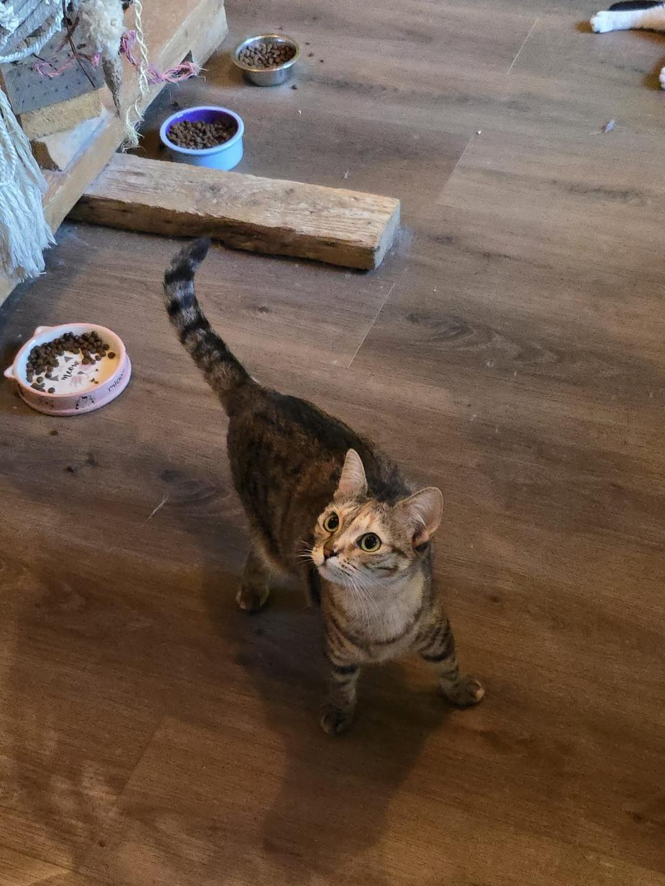 Cafenele neobișnuite din București. Unde îţi bei cafeaua lângă pisici pufoase sau lângă şerpii Megatron şi Olaf şi tarantula Roza 945537