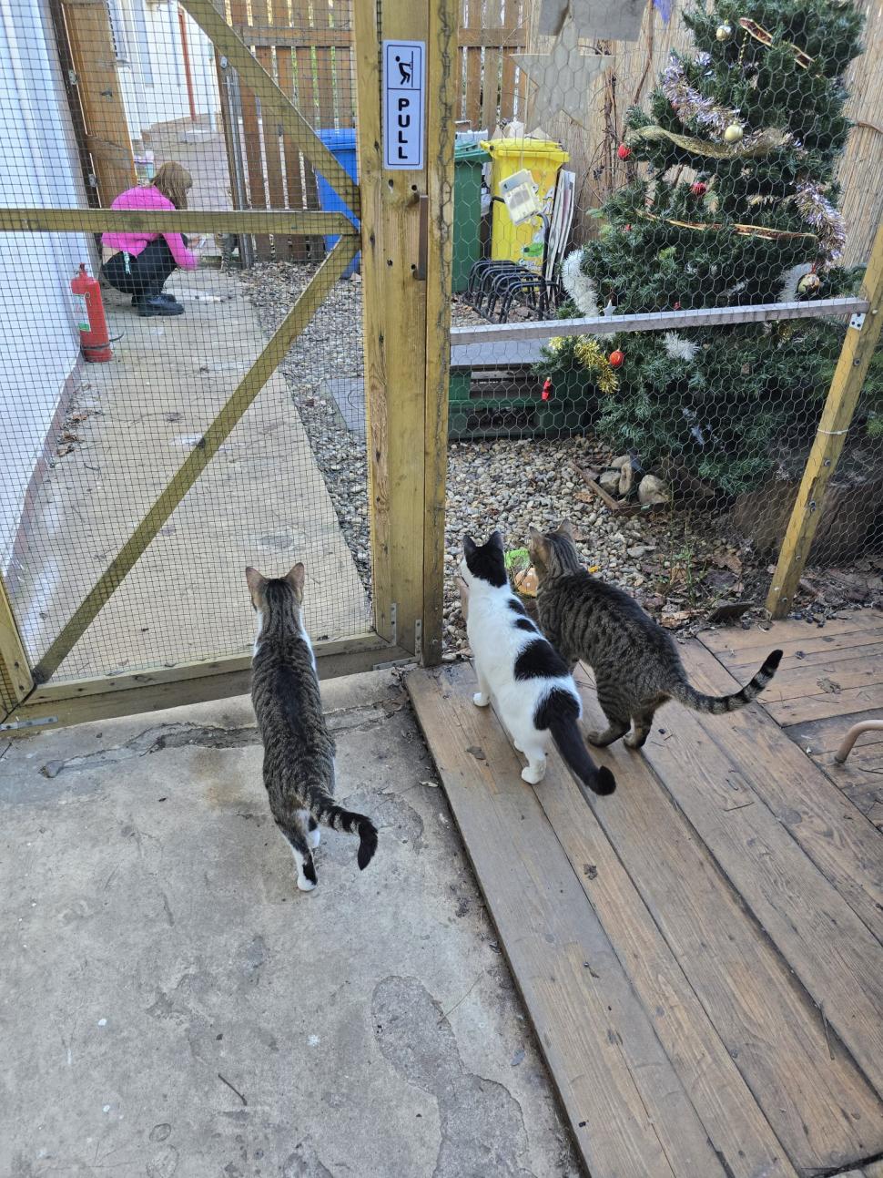 Cafenele neobișnuite din București. Unde îţi bei cafeaua lângă pisici pufoase sau lângă şerpii Megatron şi Olaf şi tarantula Roza 945538