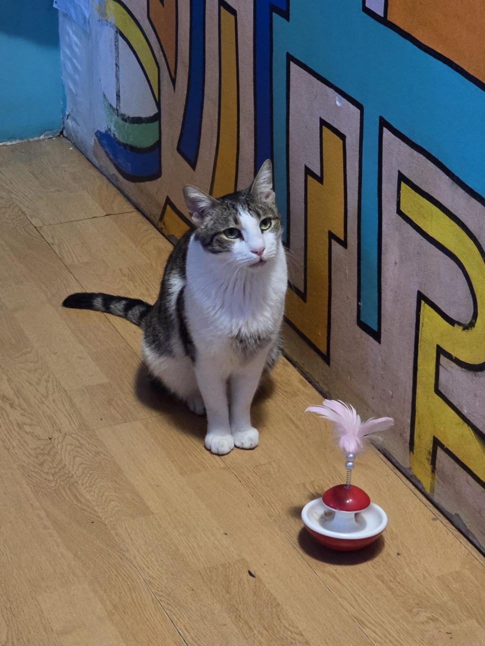 Cafenele neobișnuite din București. Unde îţi bei cafeaua lângă pisici pufoase sau lângă şerpii Megatron şi Olaf şi tarantula Roza 945539