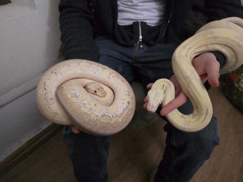 Cafenele neobișnuite din București. Unde îţi bei cafeaua lângă pisici pufoase sau lângă şerpii Megatron şi Olaf şi tarantula Roza 945543