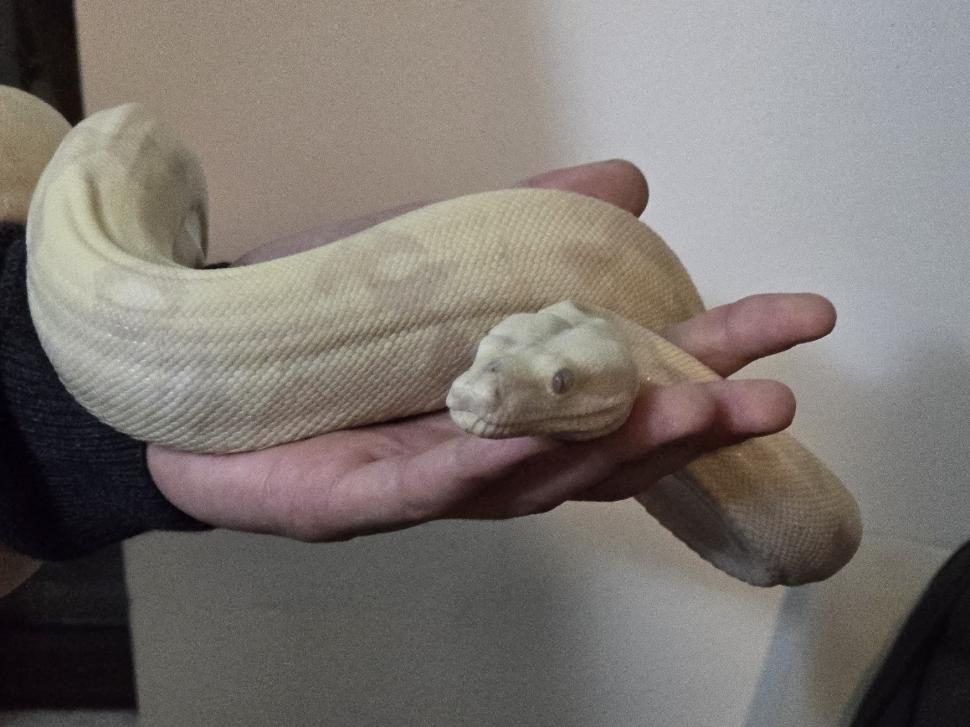 Cafenele neobișnuite din București. Unde îţi bei cafeaua lângă pisici pufoase sau lângă şerpii Megatron şi Olaf şi tarantula Roza 945544