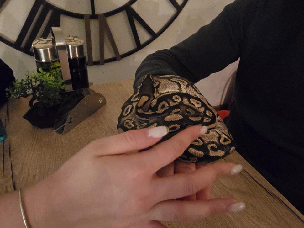 Cafenele neobișnuite din București. Unde îţi bei cafeaua lângă pisici pufoase sau lângă şerpii Megatron şi Olaf şi tarantula Roza 945546