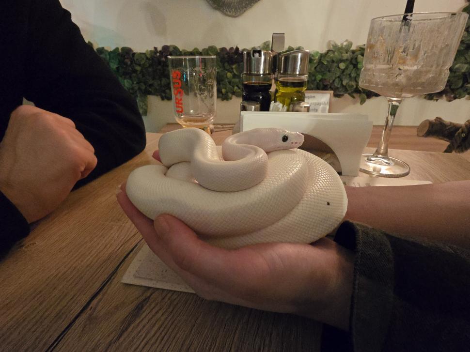 Cafenele neobișnuite din București. Unde îţi bei cafeaua lângă pisici pufoase sau lângă şerpii Megatron şi Olaf şi tarantula Roza 945547