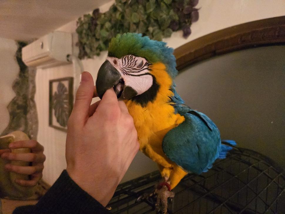 Cafenele neobișnuite din București. Unde îţi bei cafeaua lângă pisici pufoase sau lângă şerpii Megatron şi Olaf şi tarantula Roza 945548