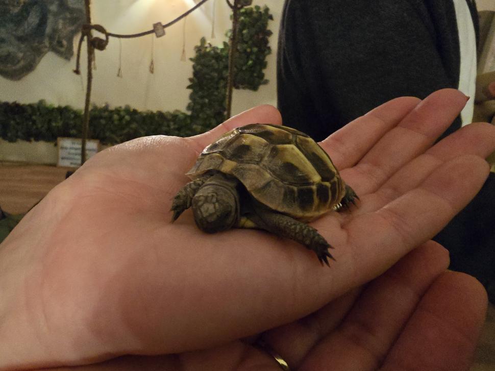 Cafenele neobișnuite din București. Unde îţi bei cafeaua lângă pisici pufoase sau lângă şerpii Megatron şi Olaf şi tarantula Roza 945549