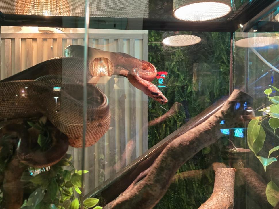 Cafenele neobișnuite din București. Unde îţi bei cafeaua lângă pisici pufoase sau lângă şerpii Megatron şi Olaf şi tarantula Roza 945551