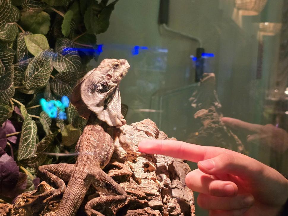 Cafenele neobișnuite din București. Unde îţi bei cafeaua lângă pisici pufoase sau lângă şerpii Megatron şi Olaf şi tarantula Roza 945554