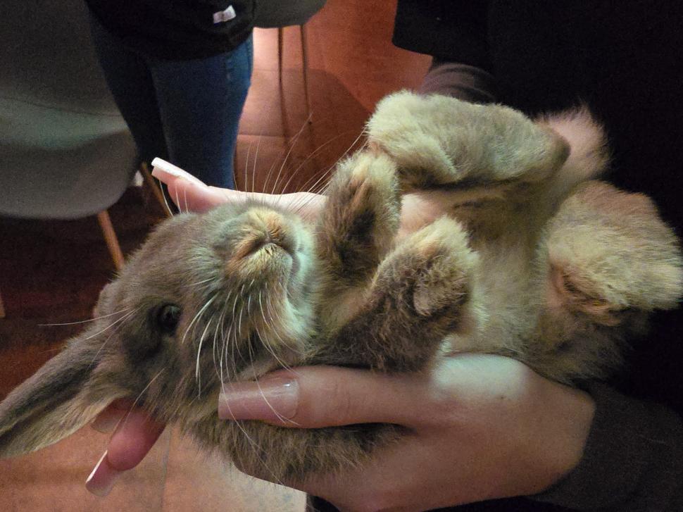 Cafenele neobișnuite din București. Unde îţi bei cafeaua lângă pisici pufoase sau lângă şerpii Megatron şi Olaf şi tarantula Roza 945555