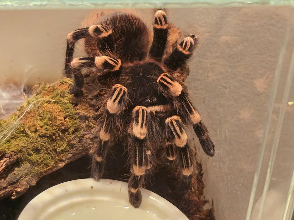 Cafenele neobișnuite din București. Unde îţi bei cafeaua lângă pisici pufoase sau lângă şerpii Megatron şi Olaf şi tarantula Roza 945556