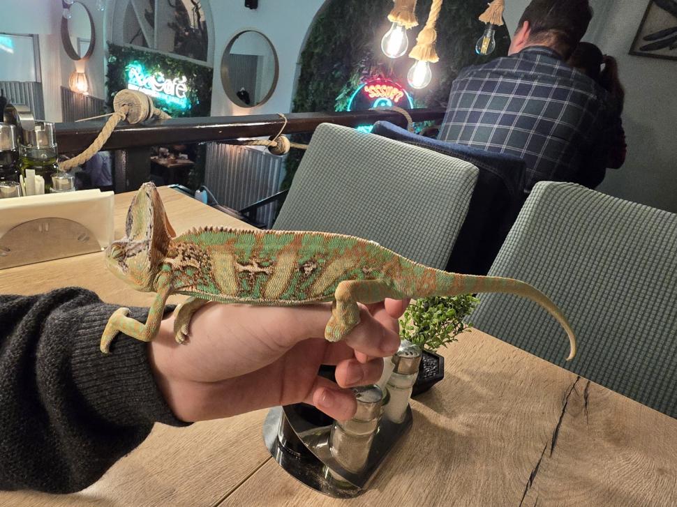 Cafenele neobișnuite din București. Unde îţi bei cafeaua lângă pisici pufoase sau lângă şerpii Megatron şi Olaf şi tarantula Roza 945557