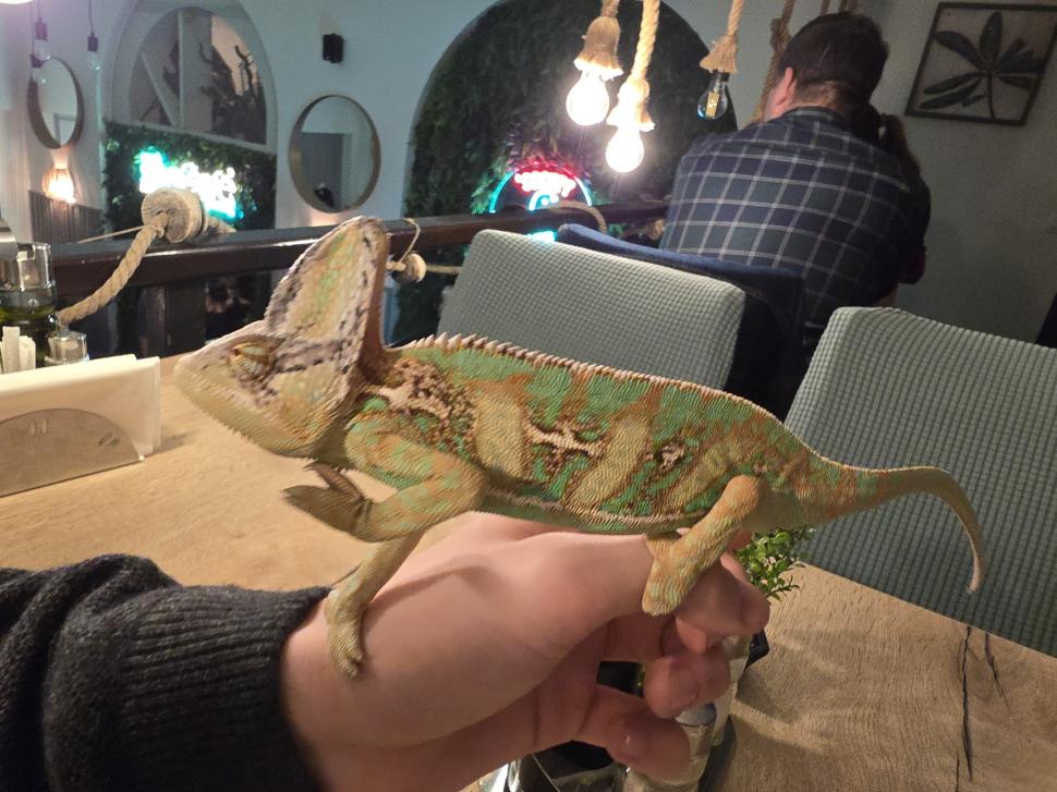 Cafenele neobișnuite din București. Unde îţi bei cafeaua lângă pisici pufoase sau lângă şerpii Megatron şi Olaf şi tarantula Roza 945558