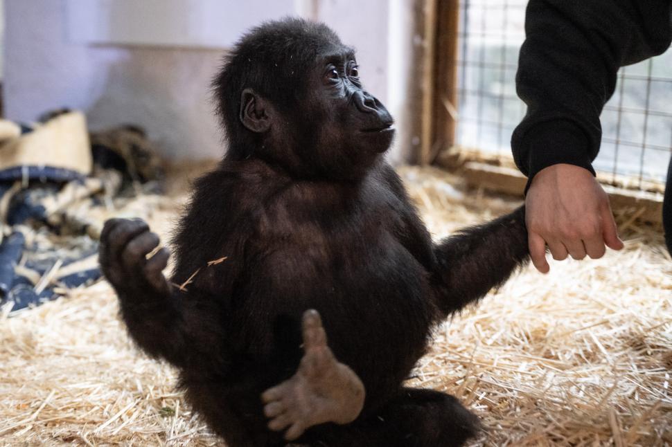 Imagini cu un pui de gorilă adorabil, salvat de vameși pe Aeroportul din Istanbul 946013