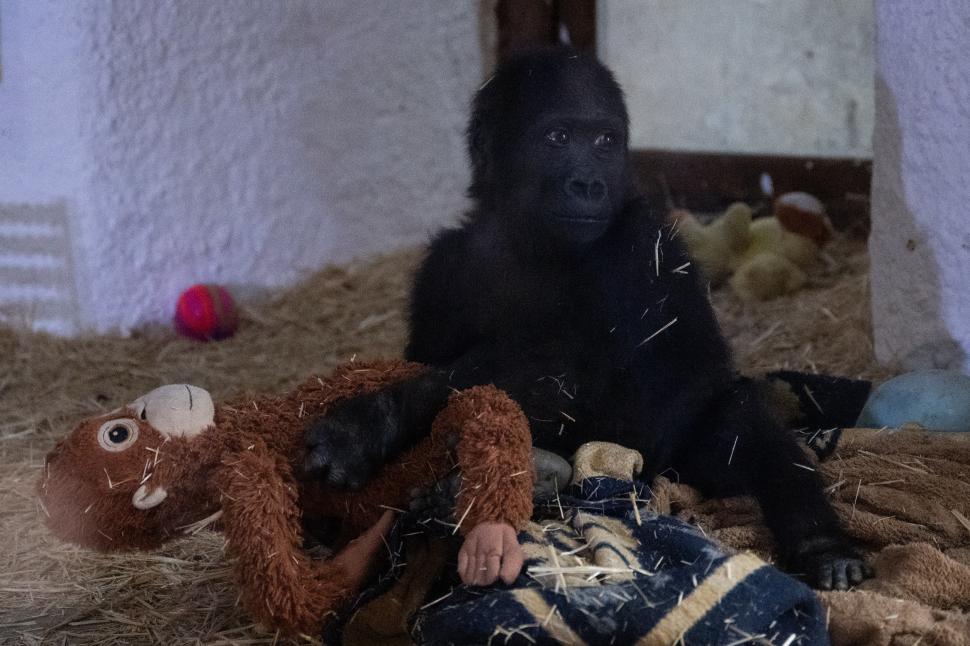 Imagini cu un pui de gorilă adorabil, salvat de vameși pe Aeroportul din Istanbul 946014