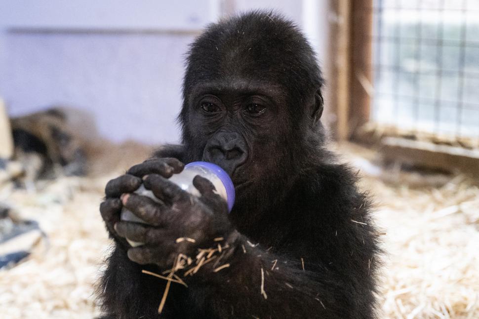 Imagini cu un pui de gorilă adorabil, salvat de vameși pe Aeroportul din Istanbul 946016