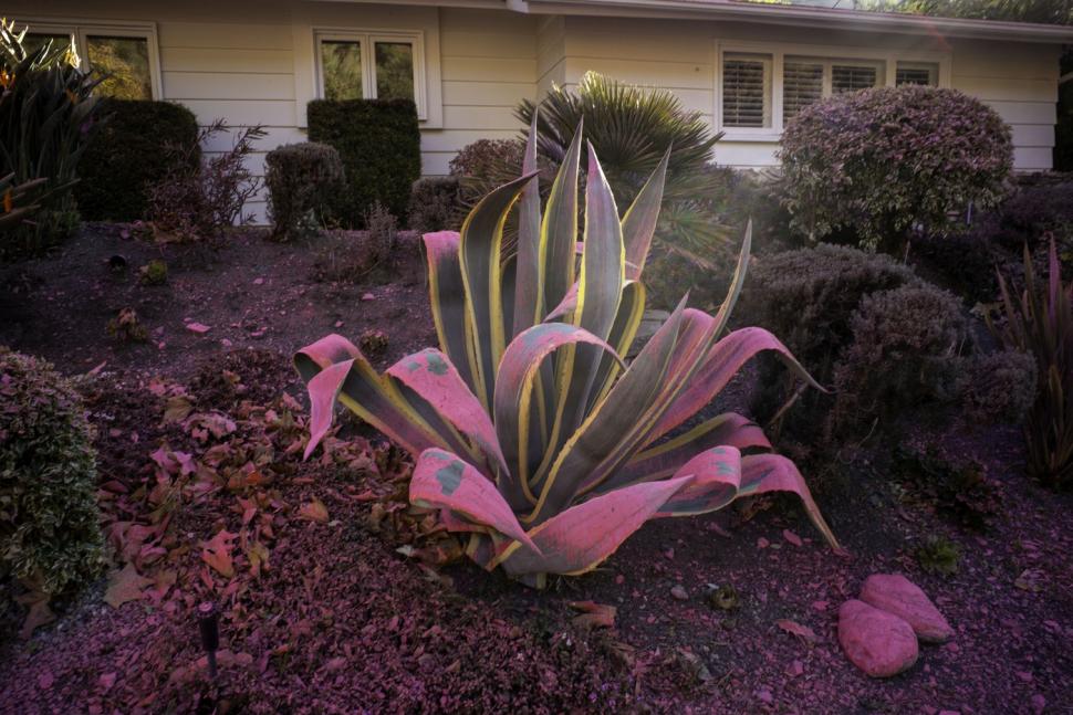 Mașinile, casele și aleile din Los Angeles sunt acum toate roz. Cum se explică imaginile bizare după incendiile devastatoare 946061