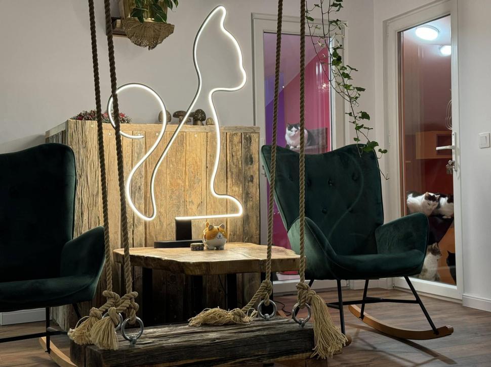 Cafeneaua cu pisici, deschisă de doi veterinari în Botoșani: Cele 10 camere cu peste 100 de „mâțe” salvate au devenit atracția orașului 946343