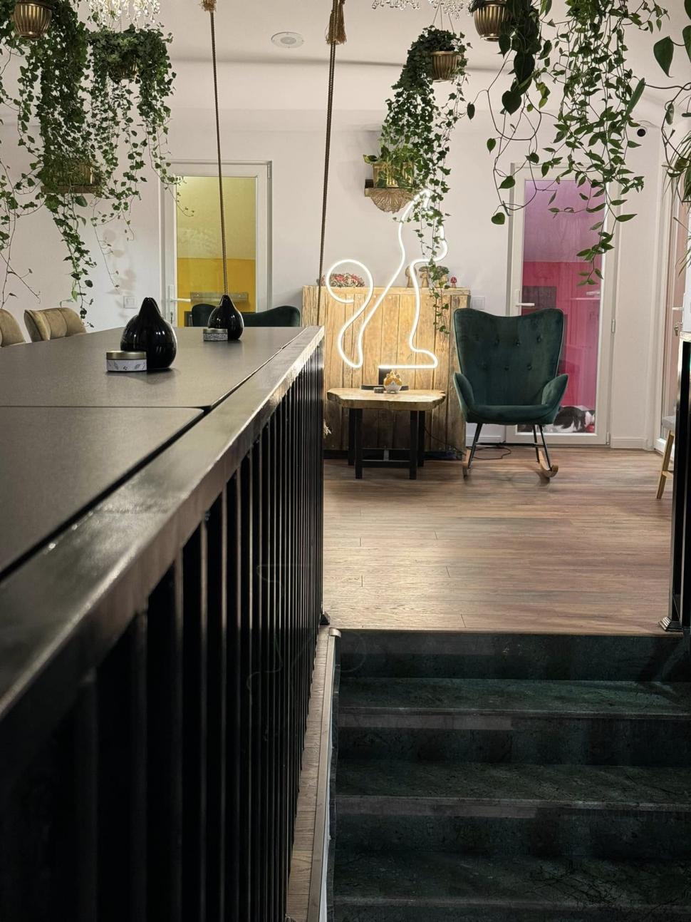 Cafeneaua cu pisici, deschisă de doi veterinari în Botoșani: Cele 10 camere cu peste 100 de „mâțe” salvate au devenit atracția orașului 946346