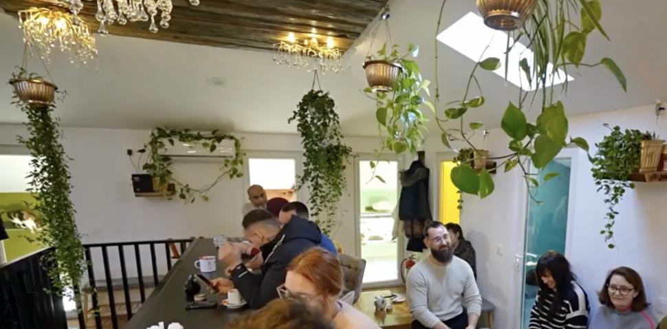 Cafeneaua cu pisici, deschisă de doi veterinari în Botoșani: Cele 10 camere cu peste 100 de „mâțe” salvate au devenit atracția orașului 946347