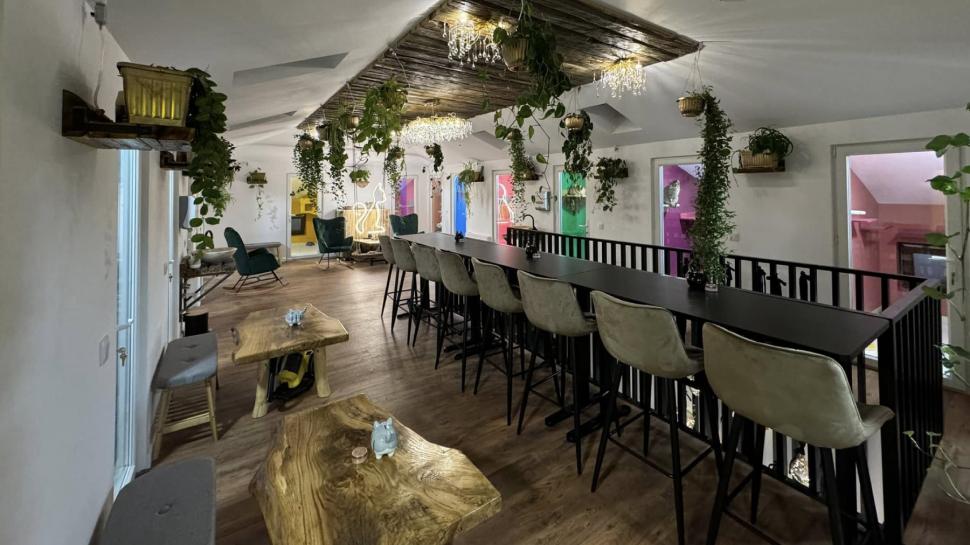 Cafeneaua cu pisici, deschisă de doi veterinari în Botoșani: Cele 10 camere cu peste 100 de „mâțe” salvate au devenit atracția orașului 946348