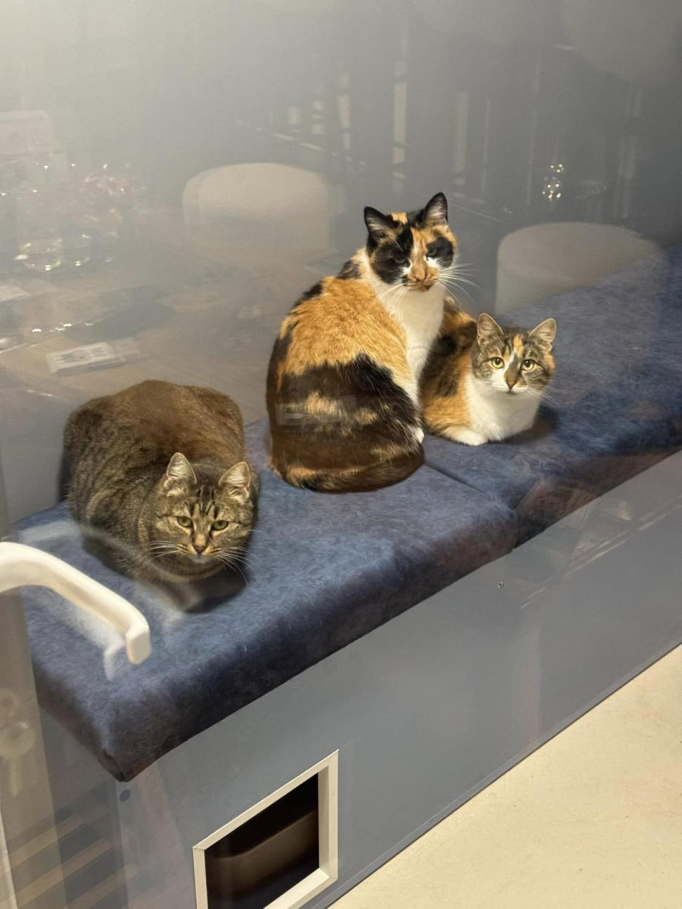 Cafeneaua cu pisici, deschisă de doi veterinari în Botoșani: Cele 10 camere cu peste 100 de „mâțe” salvate au devenit atracția orașului 946351