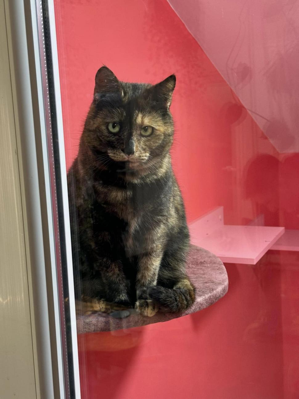 Cafeneaua cu pisici, deschisă de doi veterinari în Botoșani: Cele 10 camere cu peste 100 de „mâțe” salvate au devenit atracția orașului 946352