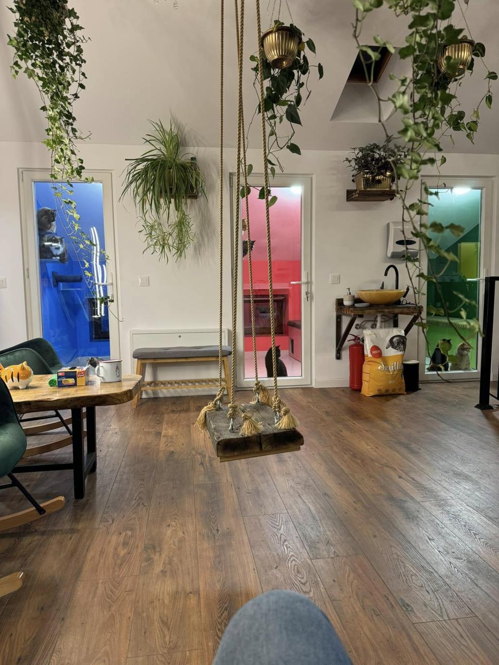 Cafeneaua cu pisici, deschisă de doi veterinari în Botoșani: Cele 10 camere cu peste 100 de „mâțe” salvate au devenit atracția orașului 946353