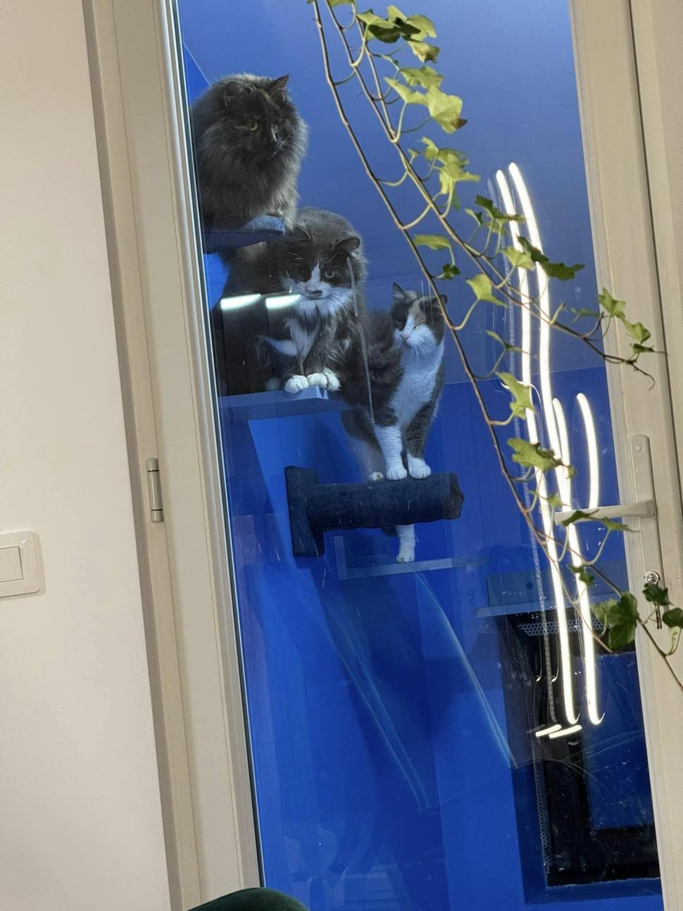 Cafeneaua cu pisici, deschisă de doi veterinari în Botoșani: Cele 10 camere cu peste 100 de „mâțe” salvate au devenit atracția orașului 946354