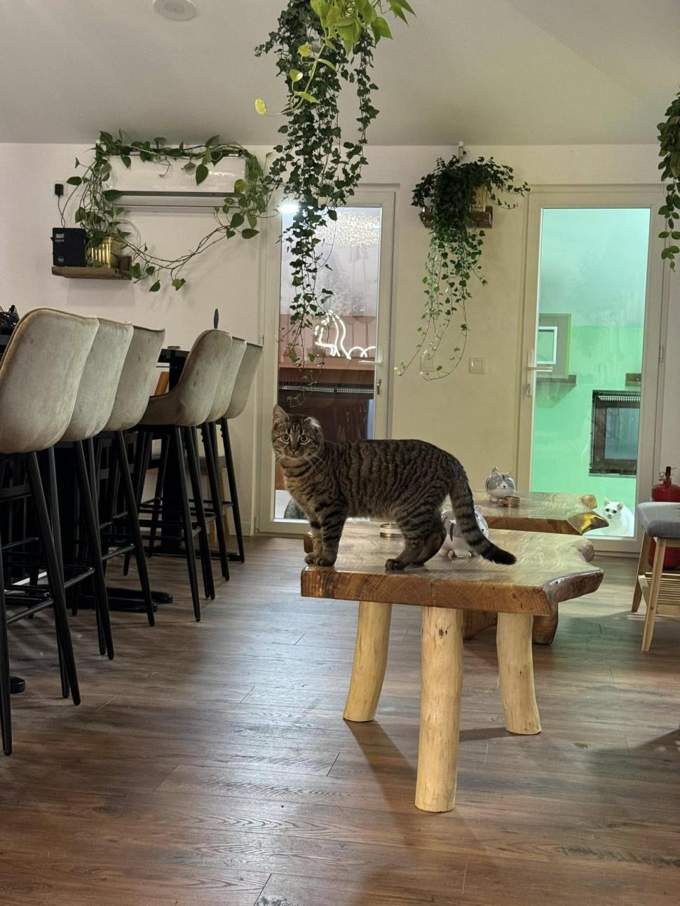 Cafeneaua cu pisici, deschisă de doi veterinari în Botoșani: Cele 10 camere cu peste 100 de „mâțe” salvate au devenit atracția orașului 946355