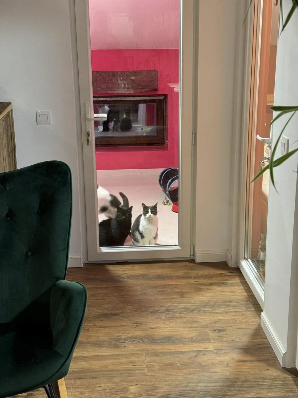 Cafeneaua cu pisici, deschisă de doi veterinari în Botoșani: Cele 10 camere cu peste 100 de „mâțe” salvate au devenit atracția orașului 946356