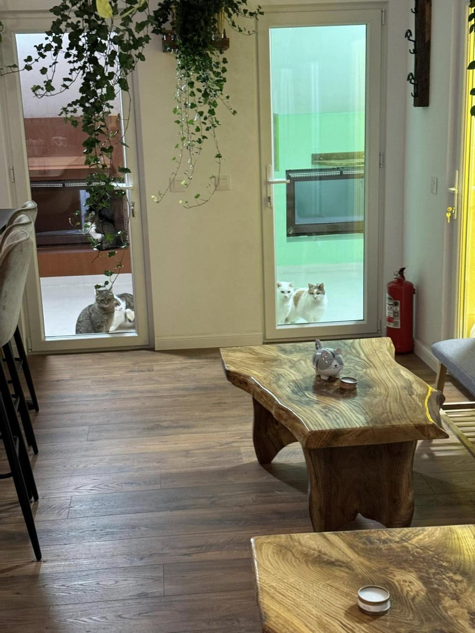 Cafeneaua cu pisici, deschisă de doi veterinari în Botoșani: Cele 10 camere cu peste 100 de „mâțe” salvate au devenit atracția orașului 946357