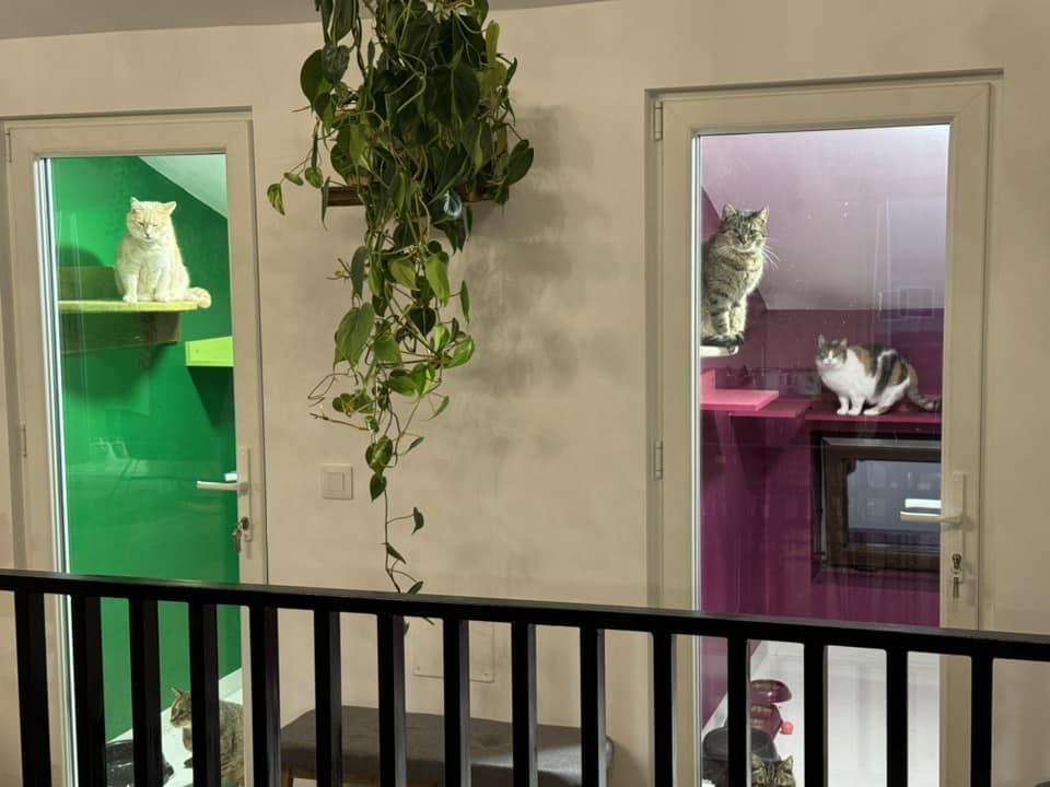 Cafeneaua cu pisici, deschisă de doi veterinari în Botoșani: Cele 10 camere cu peste 100 de „mâțe” salvate au devenit atracția orașului 946358