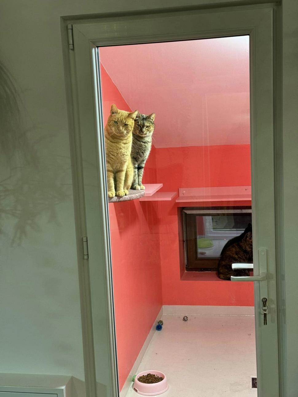 Cafeneaua cu pisici, deschisă de doi veterinari în Botoșani: Cele 10 camere cu peste 100 de „mâțe” salvate au devenit atracția orașului 946359