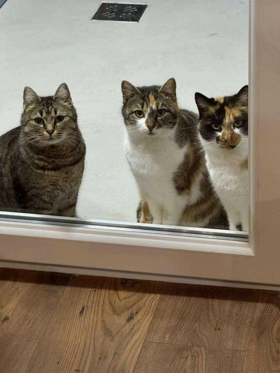 Cafeneaua cu pisici, deschisă de doi veterinari în Botoșani: Cele 10 camere cu peste 100 de „mâțe” salvate au devenit atracția orașului 946360