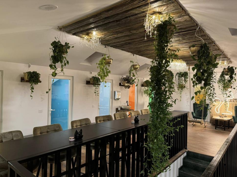 Cafeneaua cu pisici, deschisă de doi veterinari în Botoșani: Cele 10 camere cu peste 100 de „mâțe” salvate au devenit atracția orașului 946361