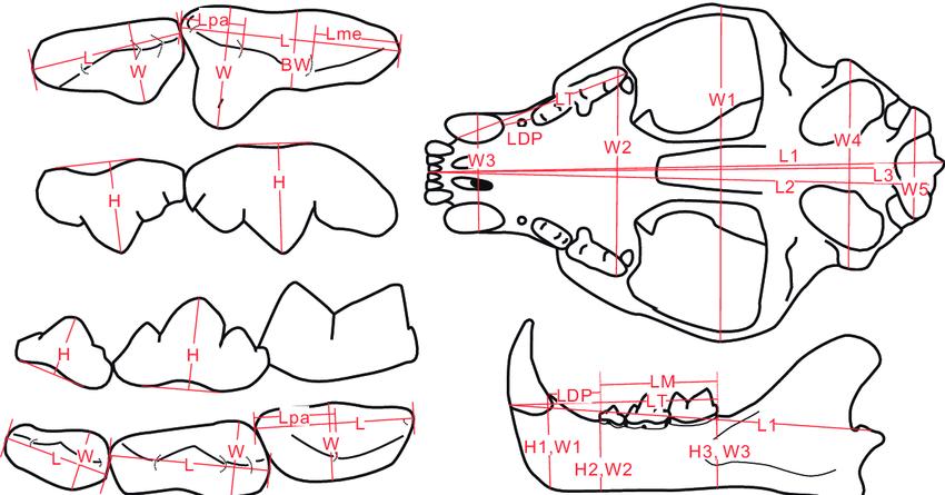 Descoperire arheologică unică: A fost găsită cea mai mică pisică din lume, cât o palmă, care a trăit acum 300.000 de ani 946395