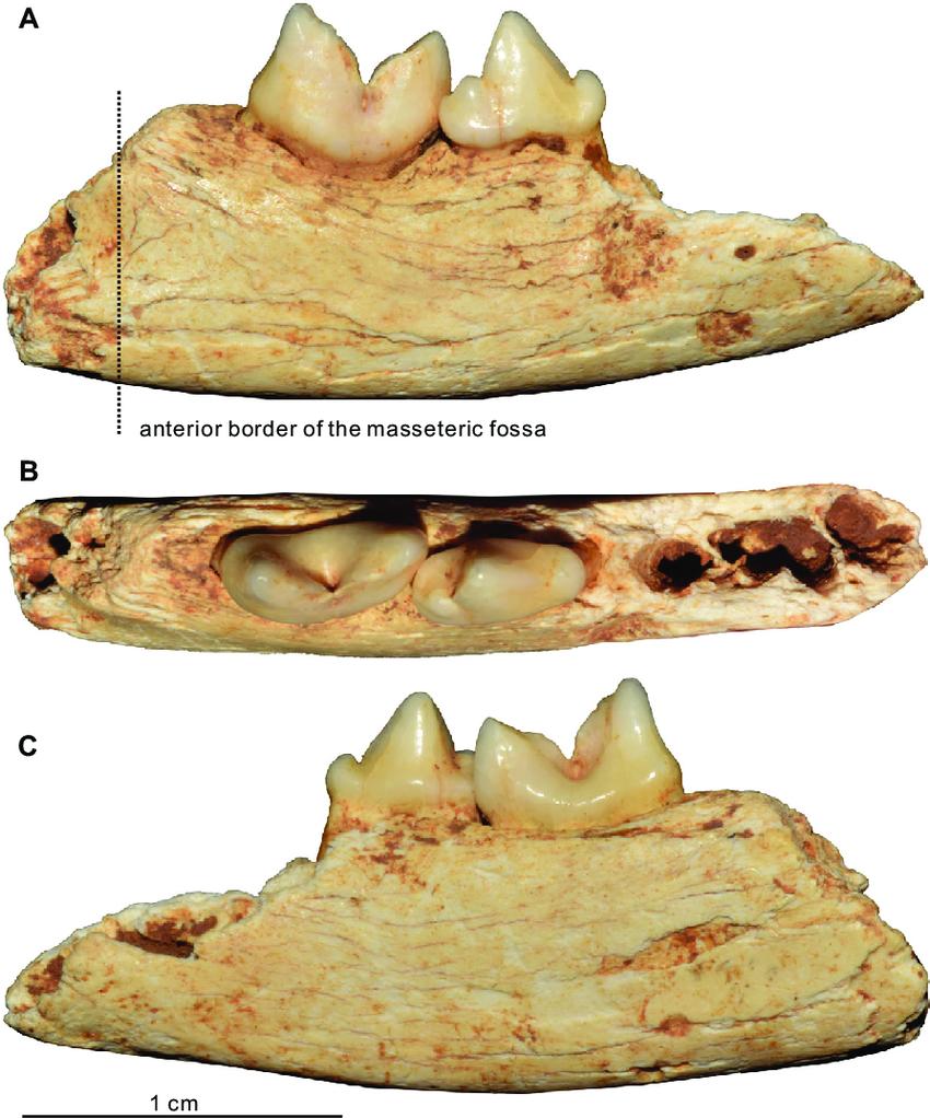 Descoperire arheologică unică: A fost găsită cea mai mică pisică din lume, cât o palmă, care a trăit acum 300.000 de ani 946397